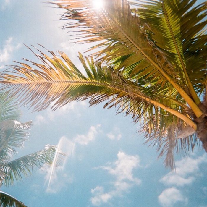 Palm trees in the sun